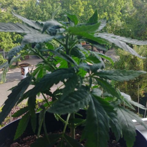 Northern Light growlog timeline photo