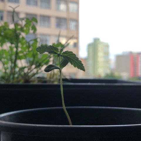 Katia Flávia I growlog timeline photo