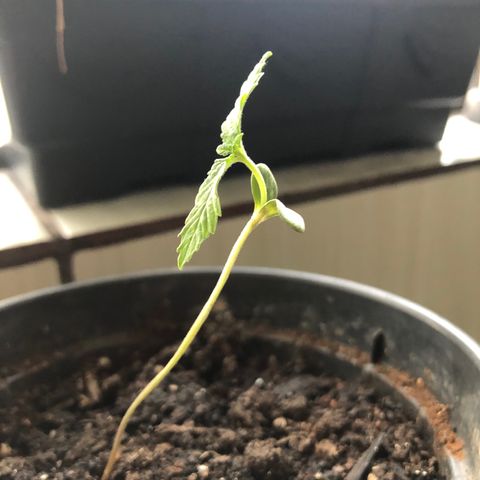 Katia Flávia I growlog timeline photo