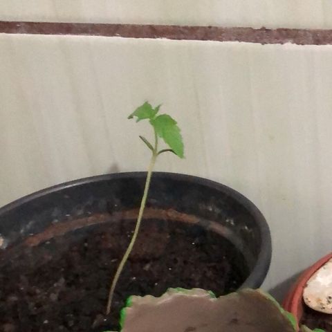Katia Flávia I growlog photo: Germinação de 2 outras plantas