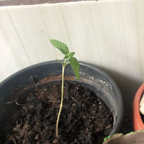 Katia Flávia I growlog photo: Germinação de 2 outras plantas