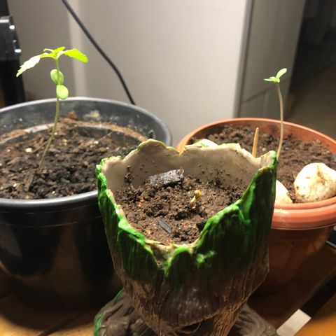 Katia Flávia I growlog timeline photo