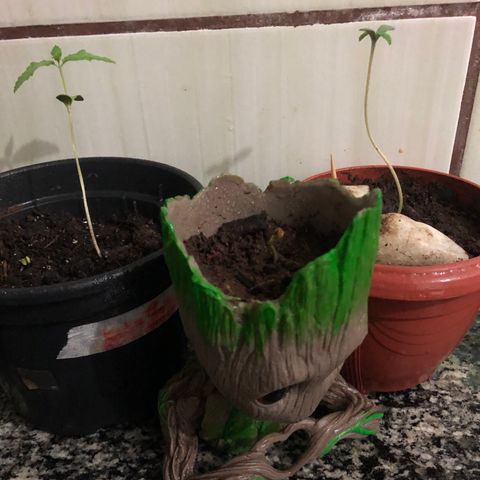 Katia Flávia I growlog timeline photo