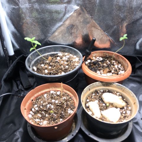 Katia Flávia I growlog photo: Passei Katia Flávia pra estufa junto com as outras sem nome