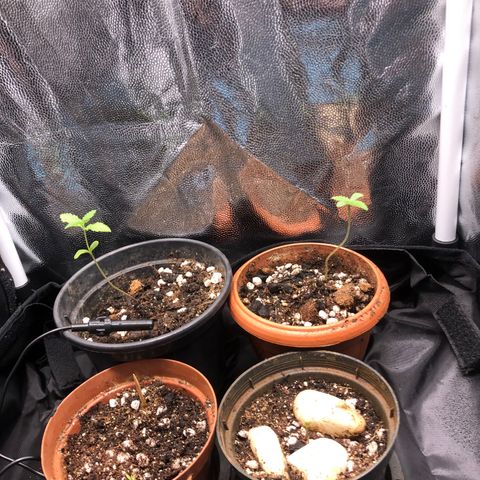 Katia Flávia I growlog timeline photo