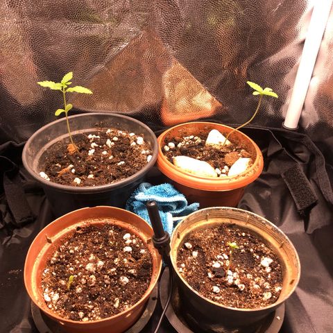 Katia Flávia I growlog timeline photo