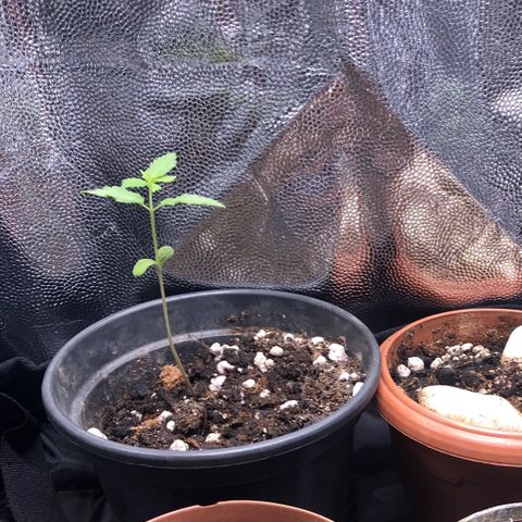 Katia Flávia I growlog timeline photo