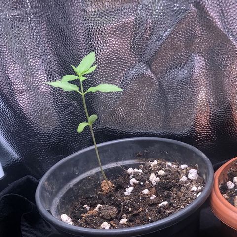 Katia Flávia I growlog timeline photo