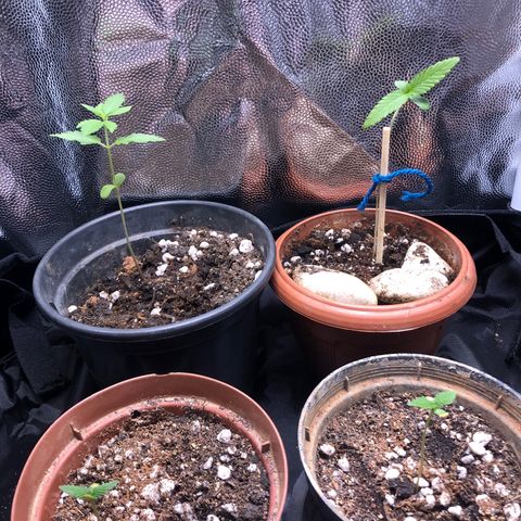Katia Flávia I growlog timeline photo