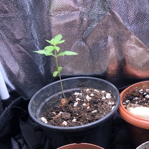 Katia Flávia I growlog timeline photo