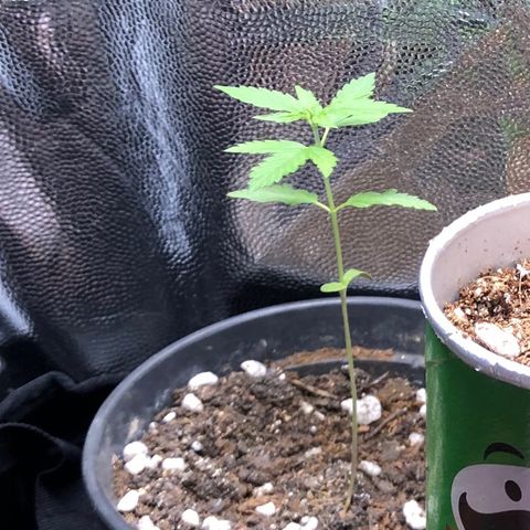 Katia Flávia I growlog timeline photo