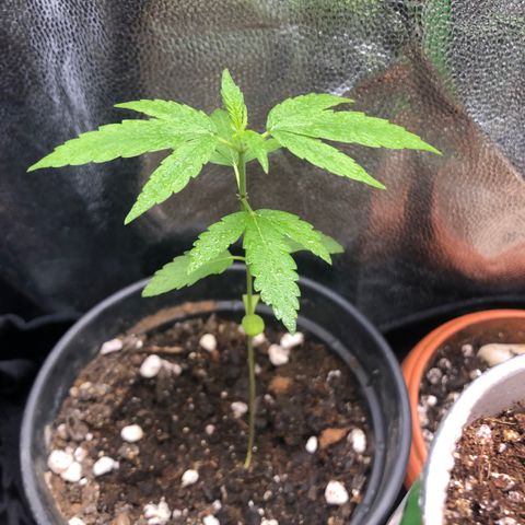 Katia Flávia I growlog timeline photo