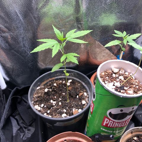 Katia Flávia I growlog timeline photo