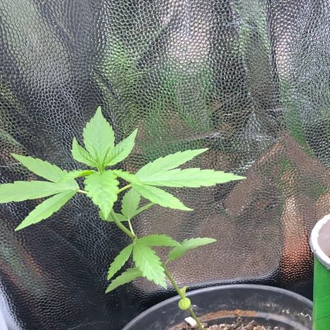 Katia Flávia I growlog timeline photo