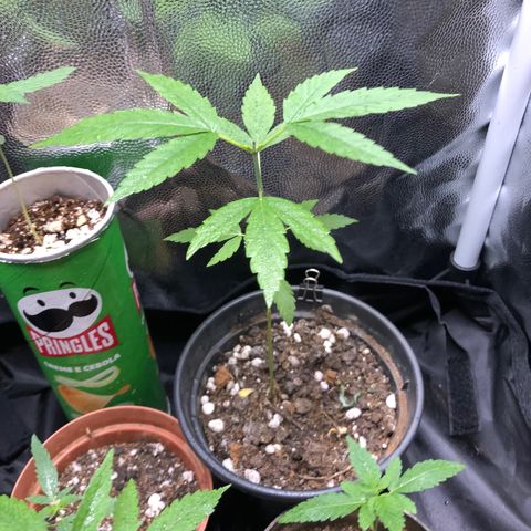 Katia Flávia I growlog timeline photo