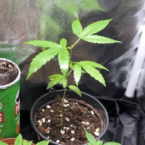 Katia Flávia I growlog timeline photo