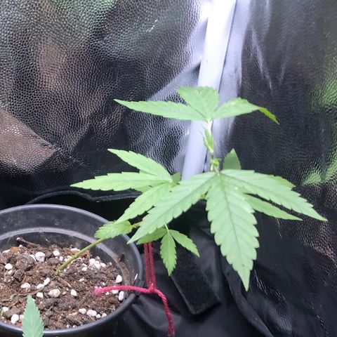 Katia Flávia I growlog photo: 9:15 /// 23:35