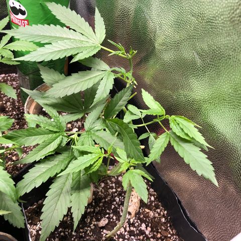Katia Flávia I growlog photo: Começando a desfolhação e multiplicar os brotos