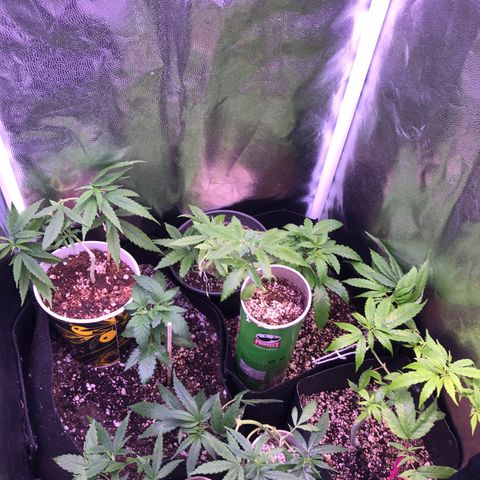 Katia Flávia I growlog photo: Estão crescendo muito bem com a nova luz, hoje adicionei também um umidificador, em breve compro alguns ventiladores pra ajudar com a temperatura (está beirando 30º C) estou mantendo 65% de umidade do ar