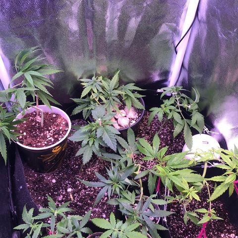 Katia Flávia I growlog timeline photo