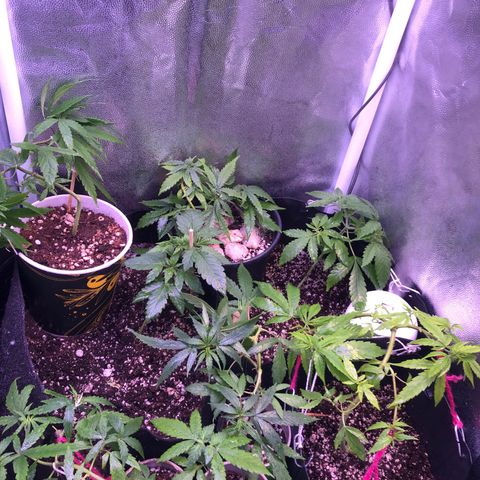 Katia Flávia I growlog timeline photo