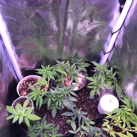 Katia Flávia I growlog timeline photo