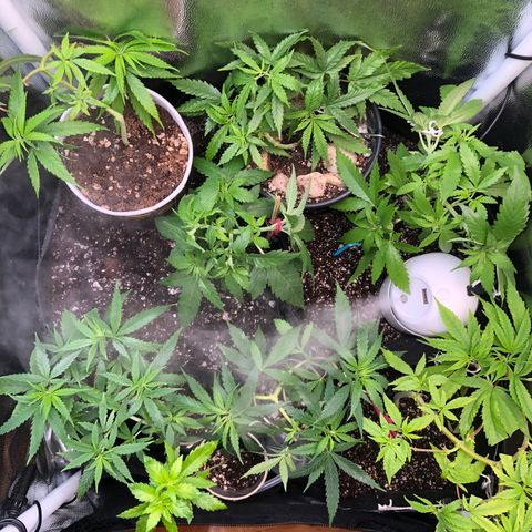 Katia Flávia I growlog timeline photo