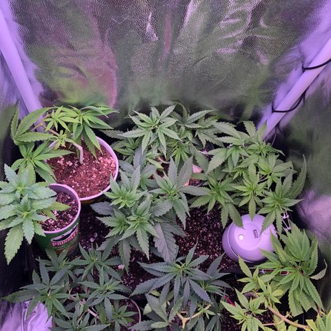 Katia Flávia I growlog timeline photo
