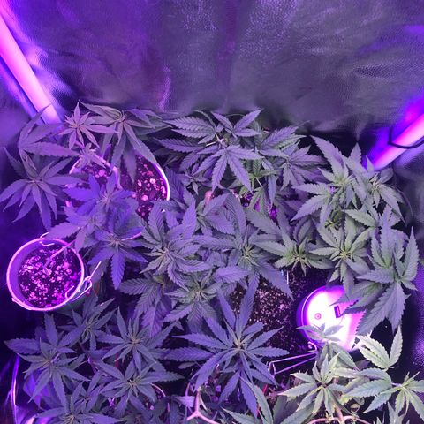 Katia Flávia I growlog timeline photo