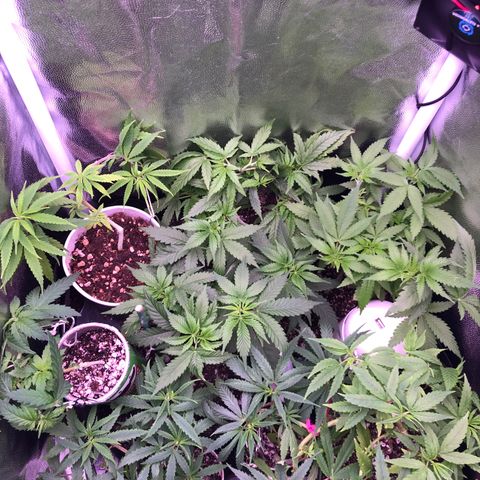 Katia Flávia I growlog timeline photo