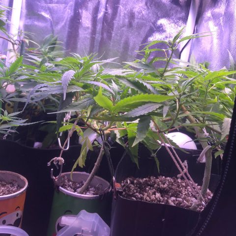 Katia Flávia I growlog timeline photo