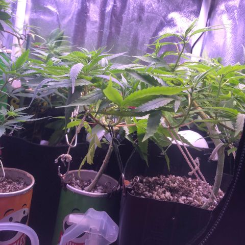 Katia Flávia I growlog timeline photo