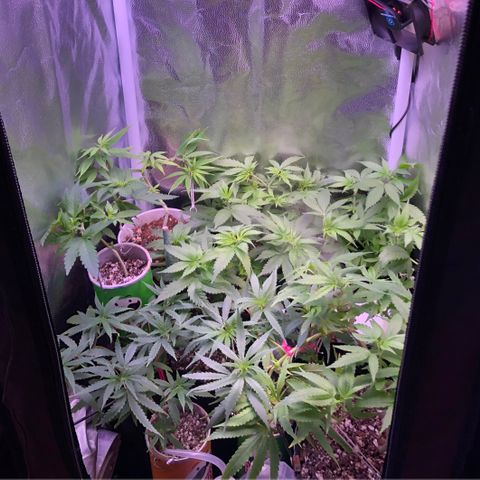 Katia Flávia I growlog timeline photo