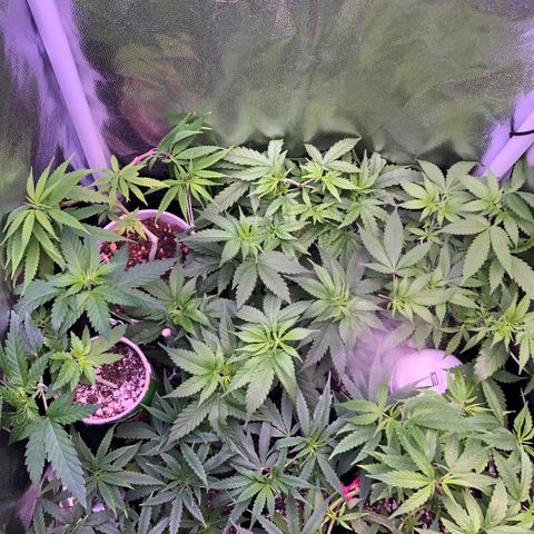 Katia Flávia I growlog timeline photo