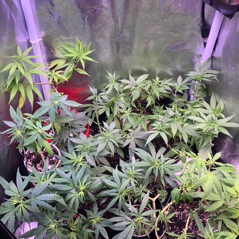 Katia Flávia I growlog timeline photo