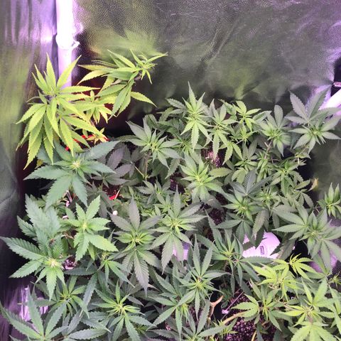 Katia Flávia I growlog timeline photo