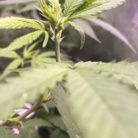 Katia Flávia I growlog timeline photo