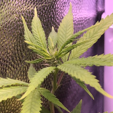 Katia Flávia I growlog timeline photo