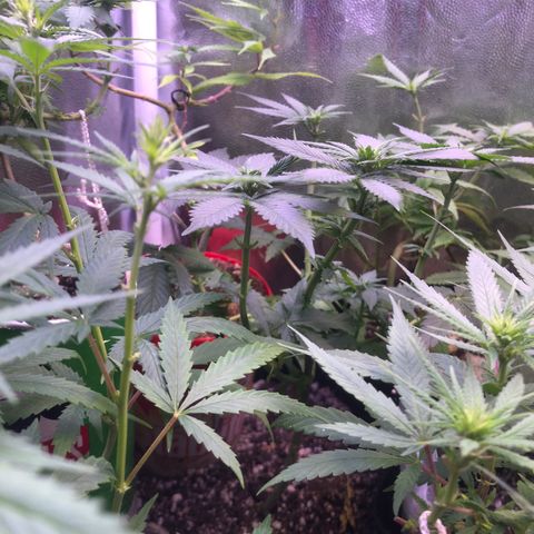 Katia Flávia I growlog timeline photo