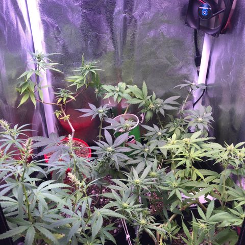 Katia Flávia I growlog timeline photo