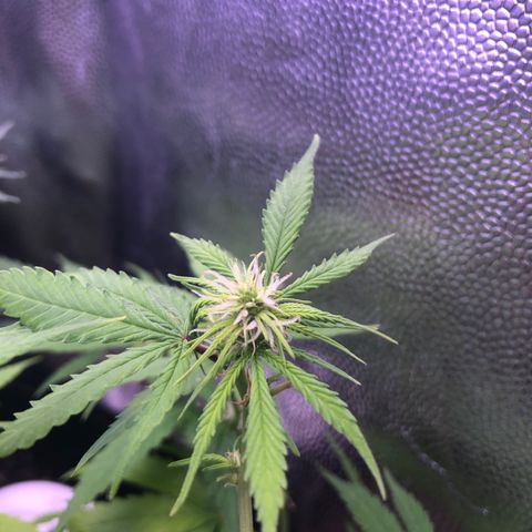 Katia Flávia I growlog timeline photo