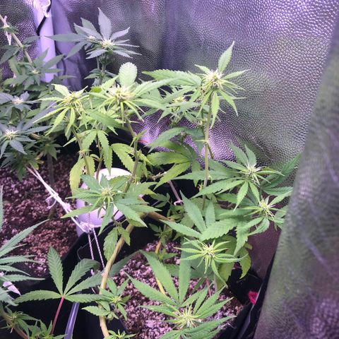 Katia Flávia I growlog timeline photo