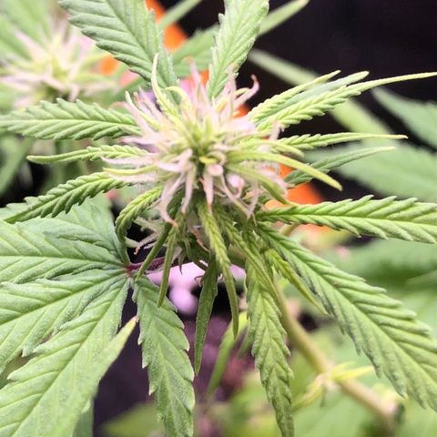Katia Flávia I growlog timeline photo