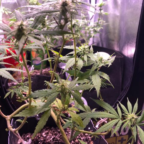Katia Flávia I growlog timeline photo