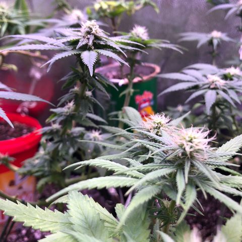 Katia Flávia I growlog timeline photo
