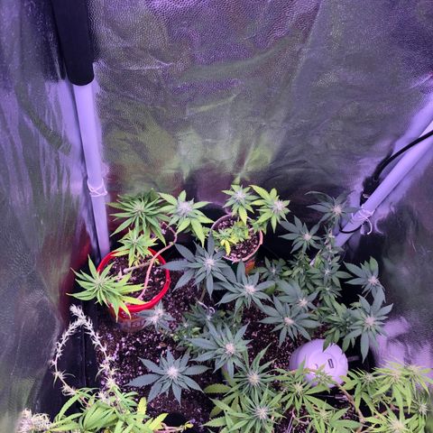 Katia Flávia I growlog timeline photo