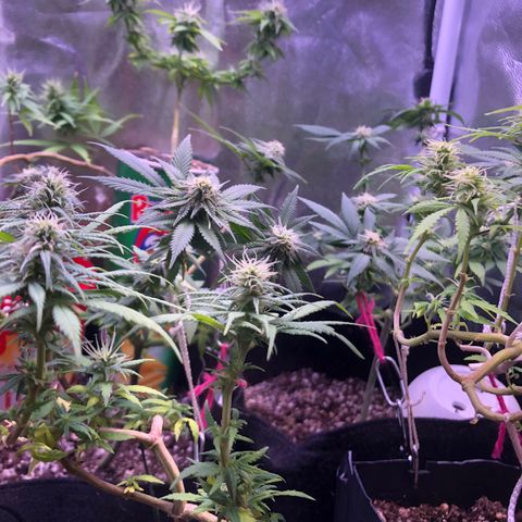 Katia Flávia I growlog timeline photo