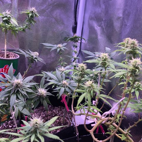 Katia Flávia I growlog timeline photo