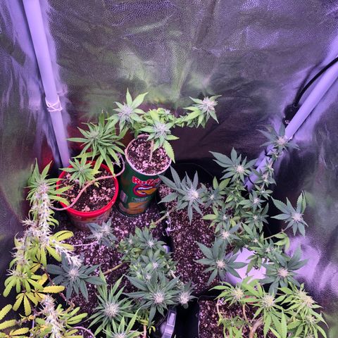 Katia Flávia I growlog timeline photo