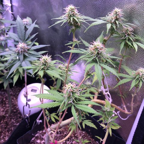 Katia Flávia I growlog timeline photo